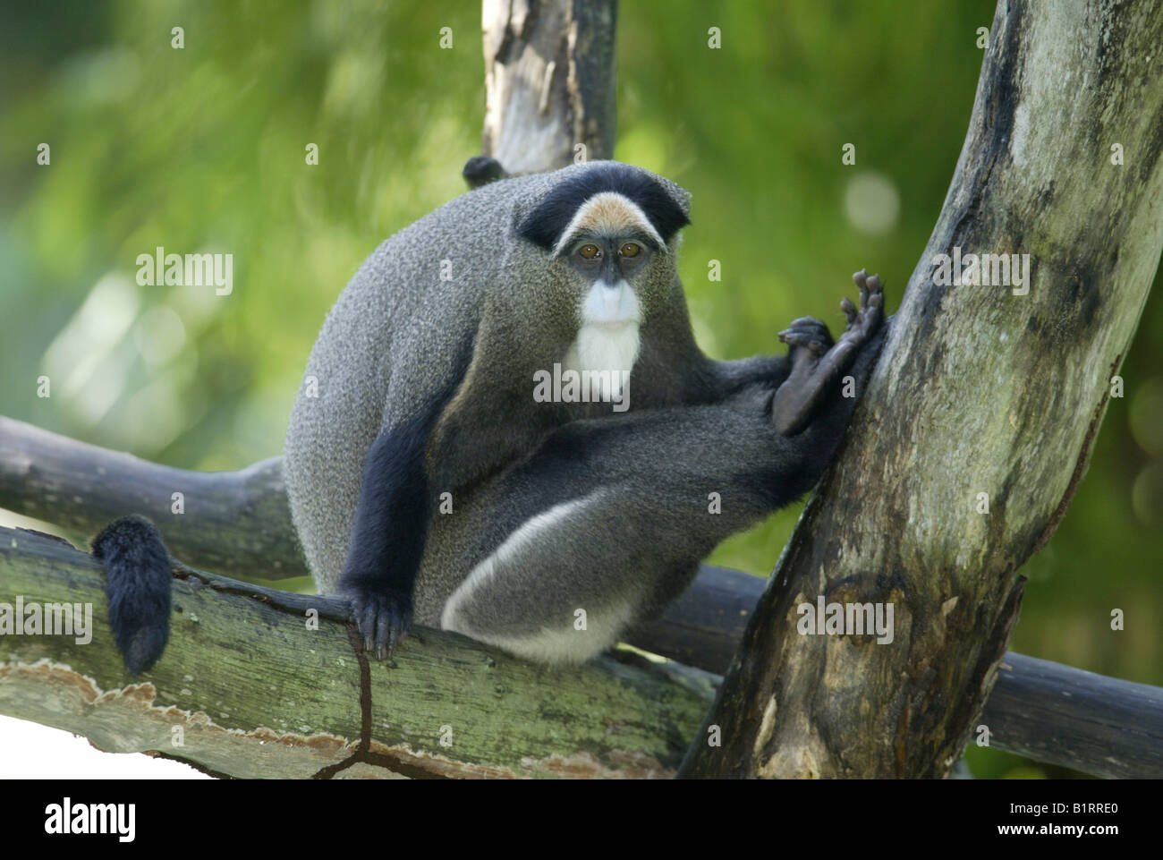 Brazza's Monkey (Cercopithecus neglectus), Africa Stock Photo