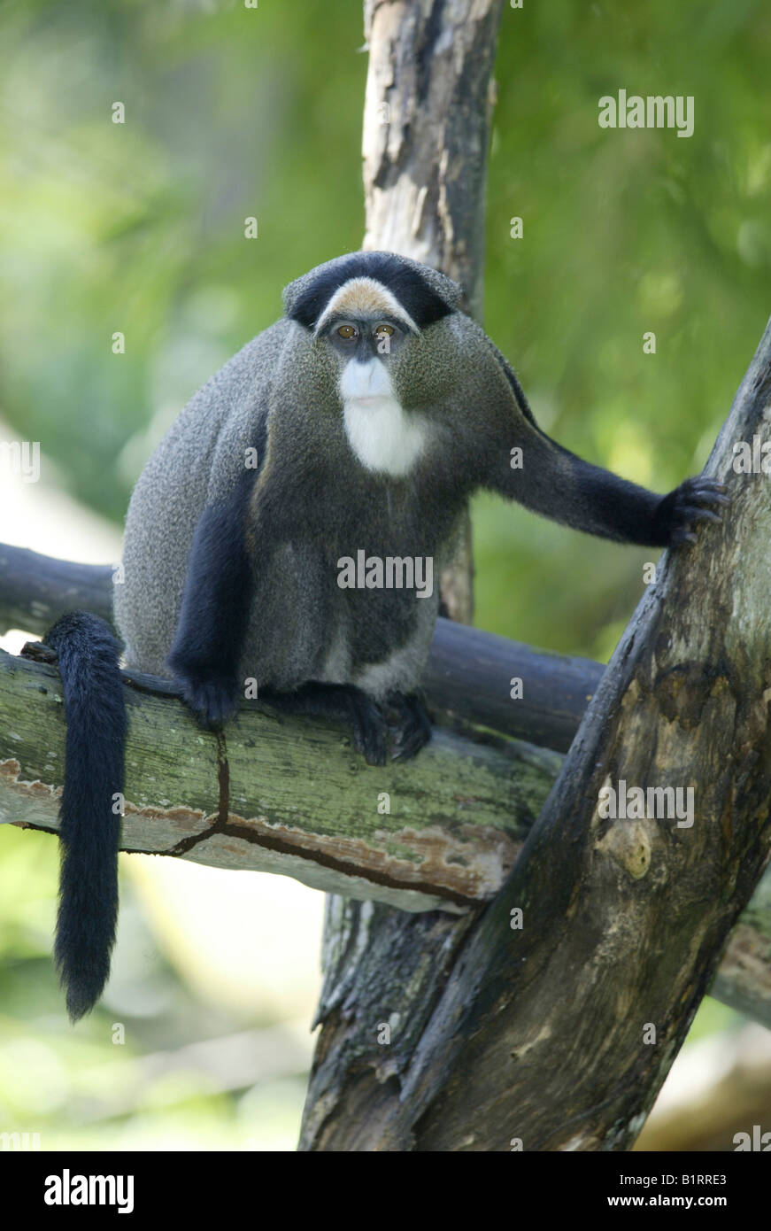 Brazza's Monkey (Cercopithecus neglectus), Africa Stock Photo