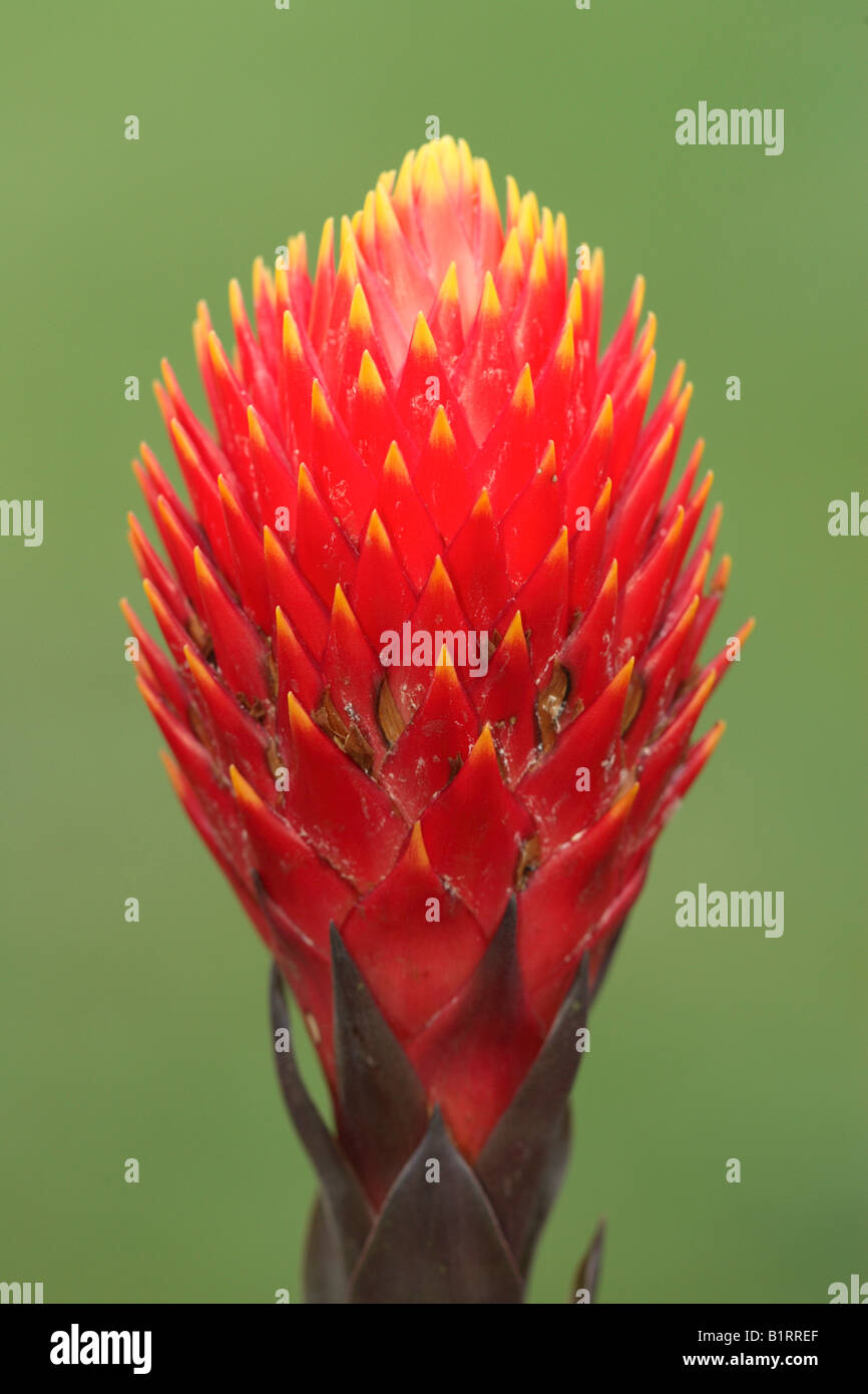 Bromelie Guzmania (Bromelia spec.) Stock Photo