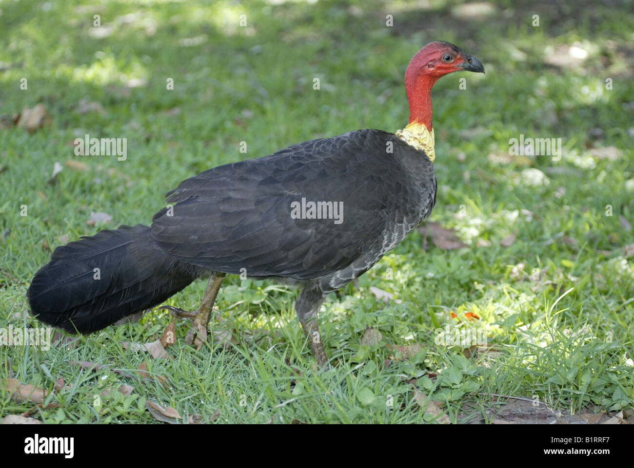 Scrub turkey hires stock photography and images Alamy