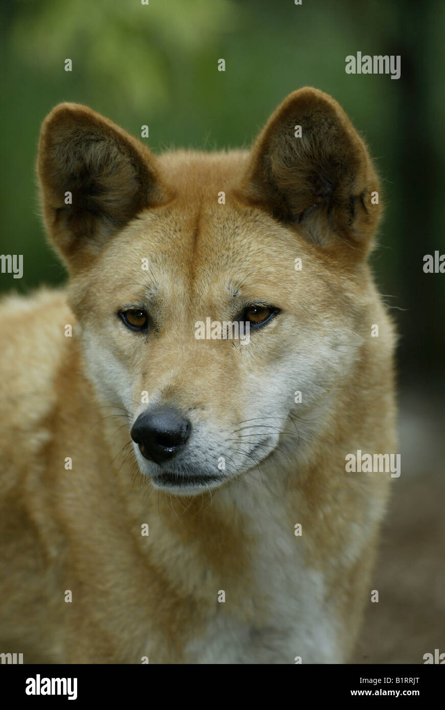 Dingo (Canis lupus dingo), portrait, adult, Australia Stock Photo