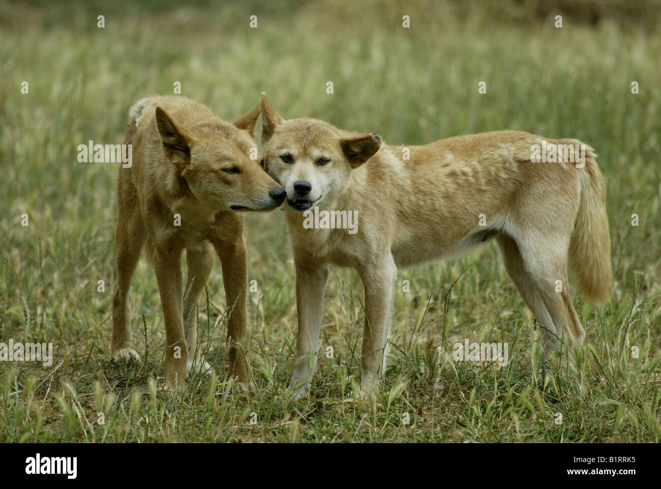 Dingo (Canis lupus dingo), pair, adult, social behavior, Australia Stock Photo