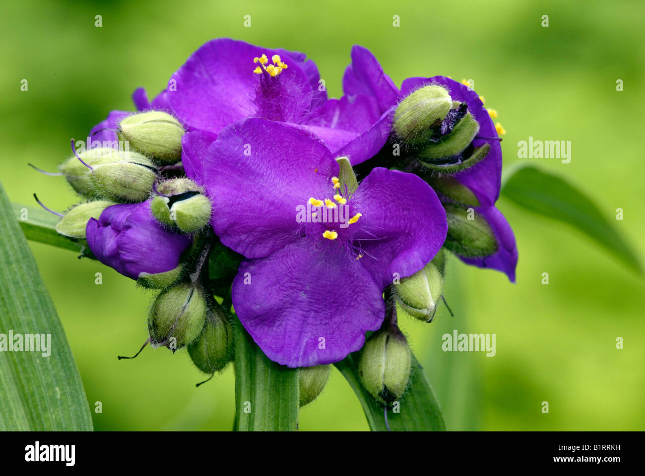 Spiderwort hybrid (Tradescantia), bloom Stock Photo