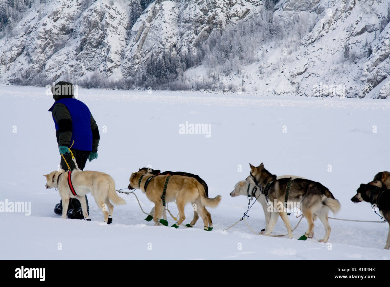 Yukon Quest Sled Dog Race musher guiding his dogs over the Yukon River, Yukon Territory, Canada, North America Stock Photo
