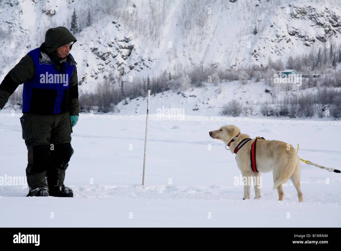 Yukon Quest Sled Dog Race musher motivating his lead dog on the frozen
