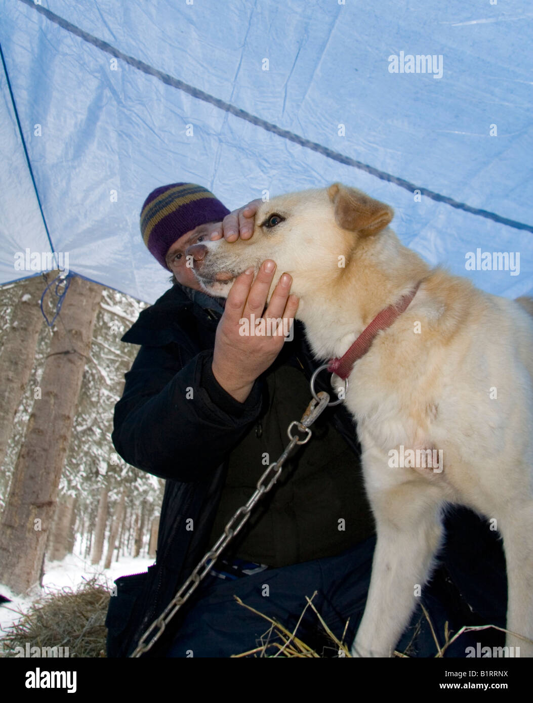 Vet checking the health of a sled dog, Yukon Quest Sled Dog Race, Dawson City, Yukon Territory, Canada, North America Stock Photo