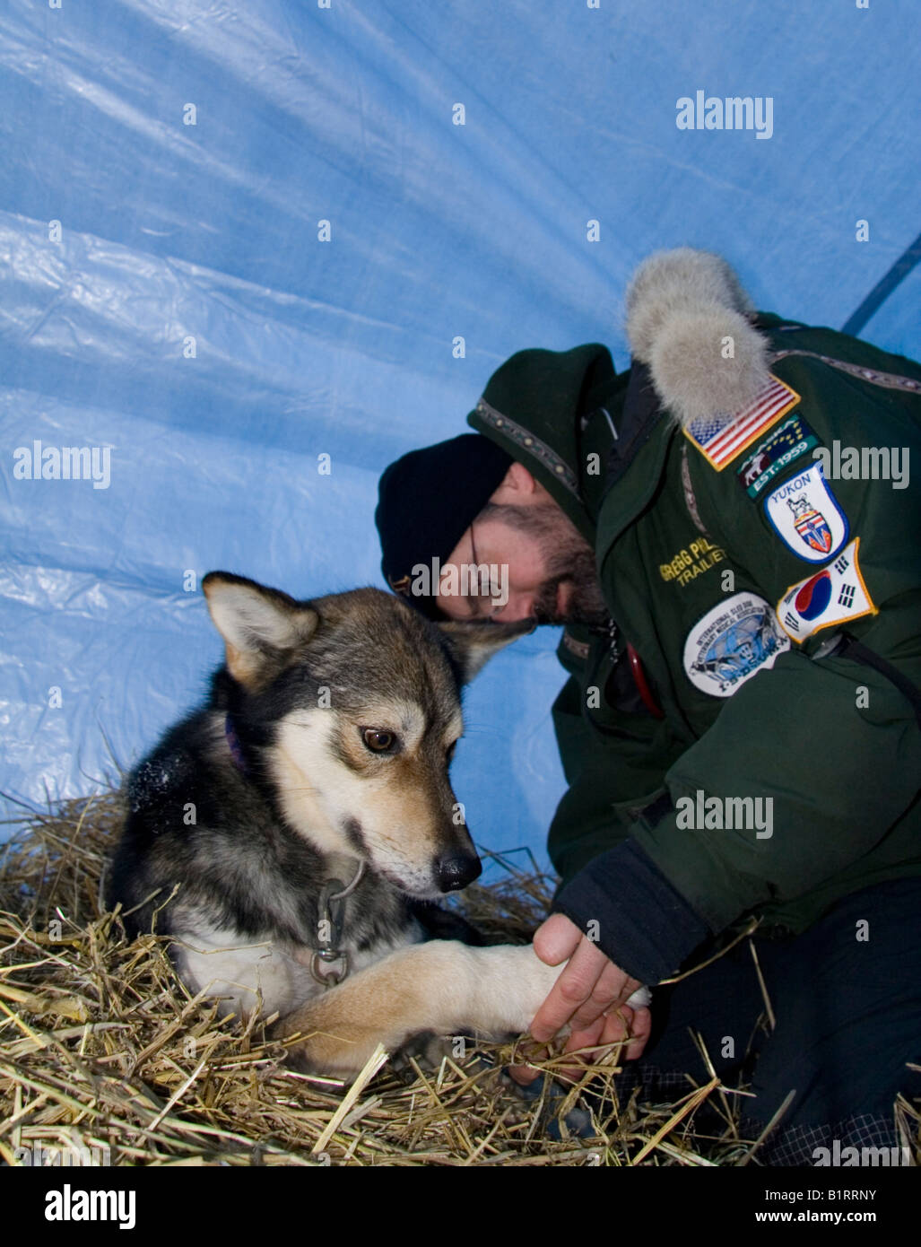 Vet checking the health of a sled dog, Yukon Quest Sled Dog Race, Dawson City, Yukon Territory, Canada, North America Stock Photo