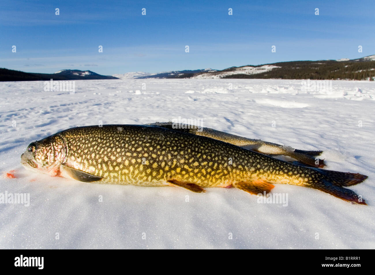 Lake Trout (Salvelinus namaycush) caught while ice fishing, Fox Lake, Yukon Territory, Canada, North America Stock Photo