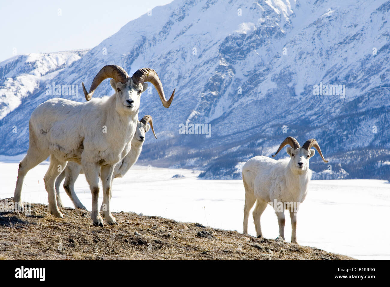 Dall Sheep (Ovis dalli), males, rams, Sheep Mountain, St. Elias Range, Kluane National Park, Yukon Territory, Canada, North Ame Stock Photo
