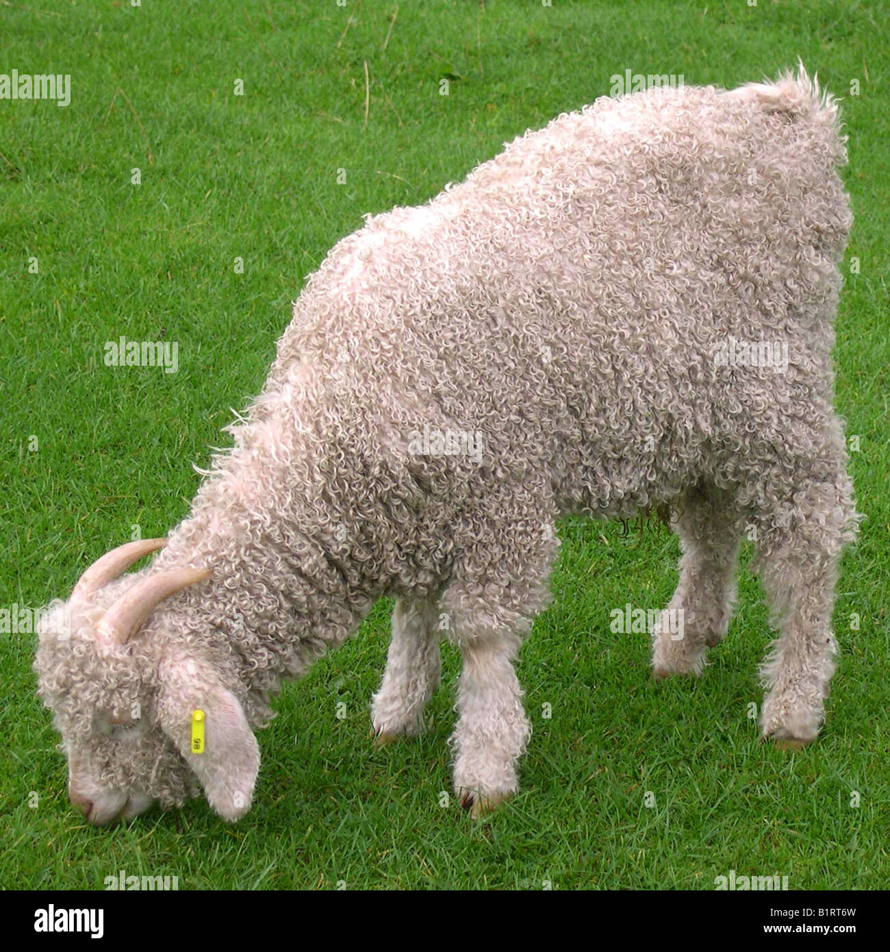 White angora goat, grazing in Brecon national Park, wales Stock Photo