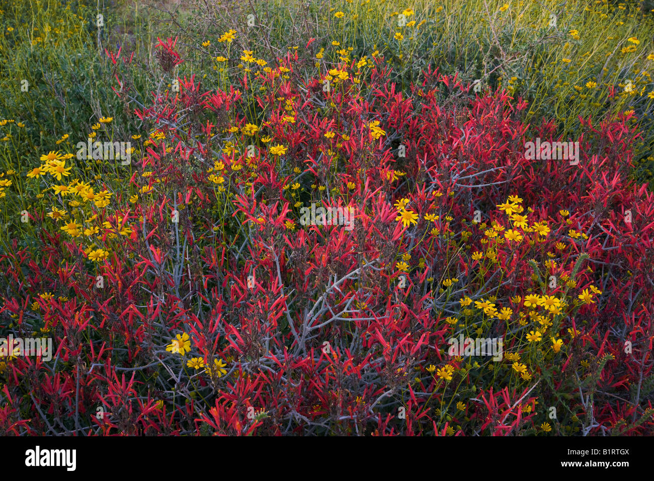 Sonoran Desert Brittlebush and chuparosa wildflowers in McDowell