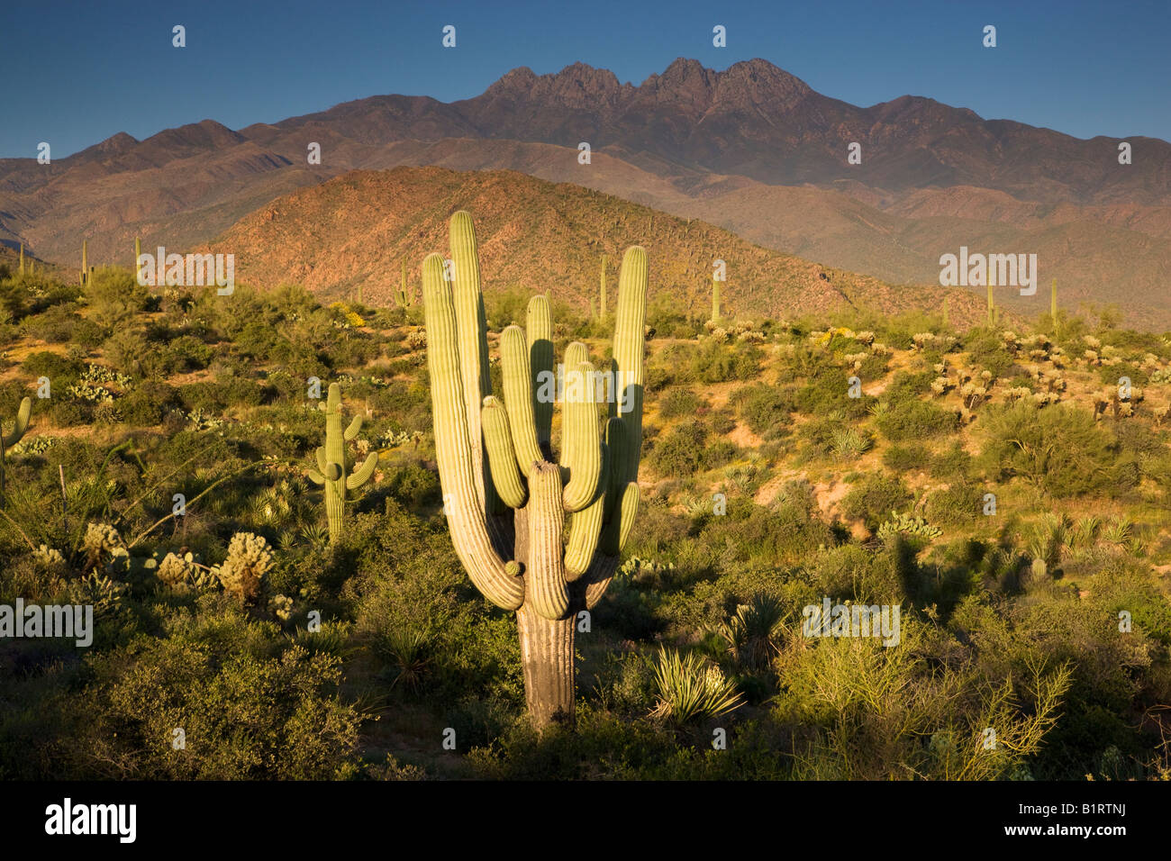 Tonto National Forest near Fountain Hills outside of Phoenix Arizona