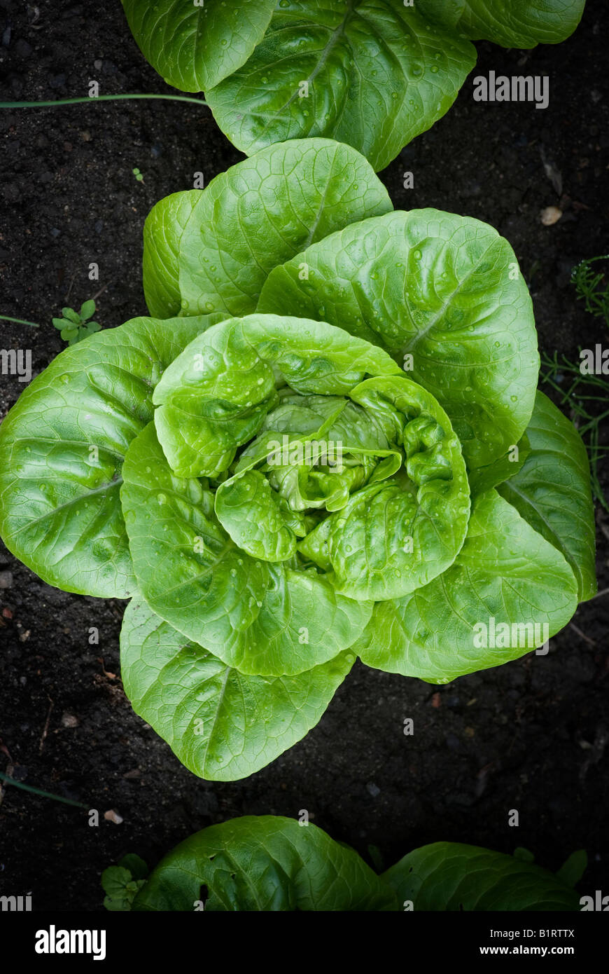little gem lettuce from above with raindrops growing on an allotment