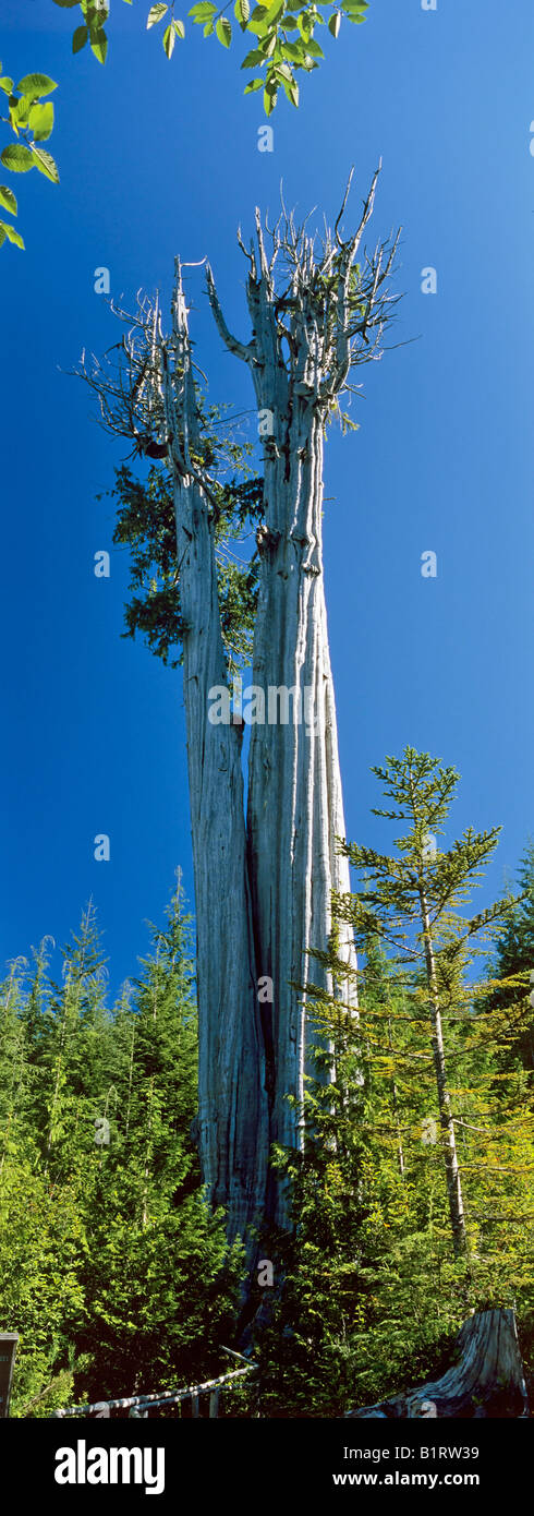 The largest Red Cedar Tree, Western Red Cedar (Thyja plicata) in Olympic National Park, Washington, USA Stock Photo