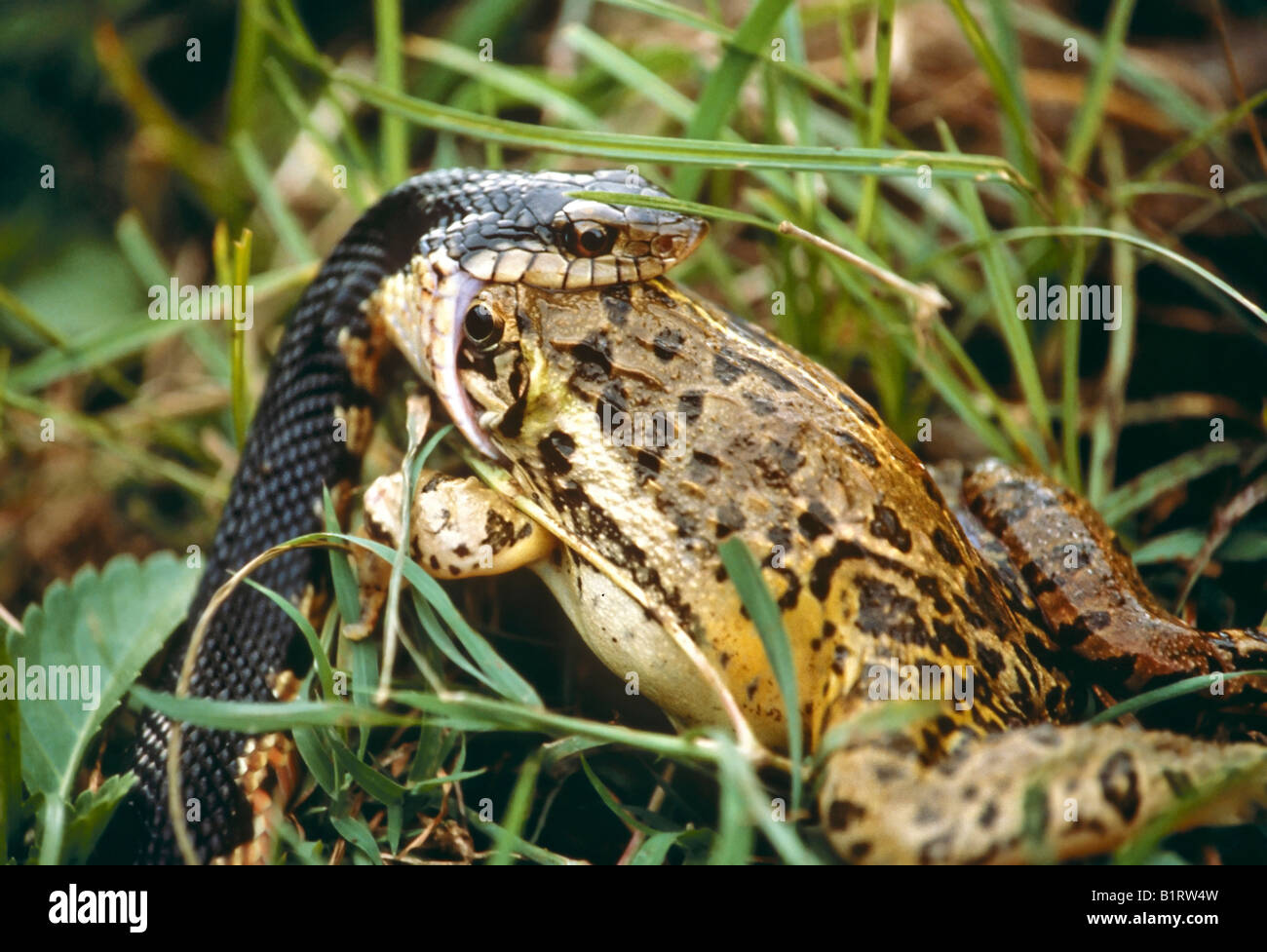 Snake (Serpentes) eating a American Bullfrog (Rana catesbeiana; Syn. Lithobates catesbeianus), Florida, USA Stock Photo