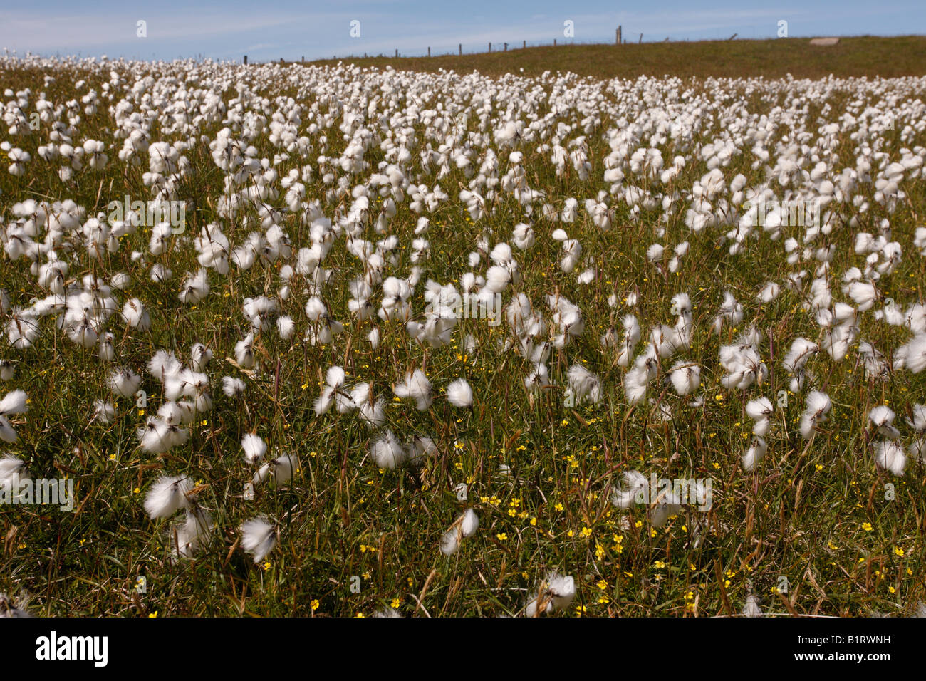 Cotton grass Eriophorum vaginatum summer Scotland Stock Photo