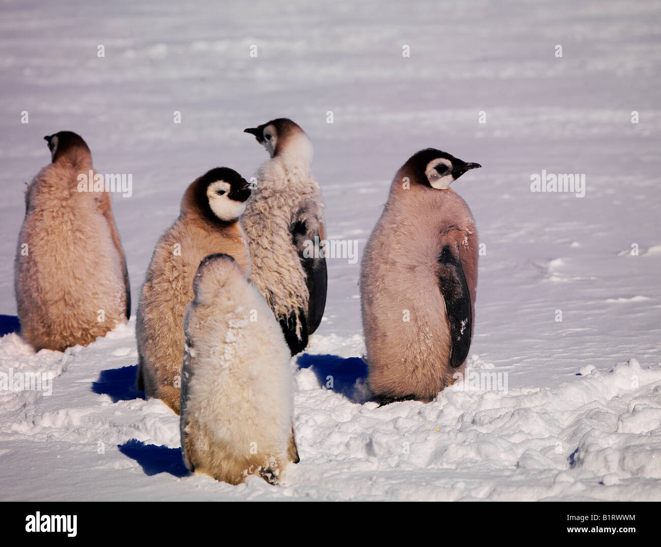 Emperor Penguins (Aptenodytes forsteri) at Cape Washington, Antarctic Stock Photo