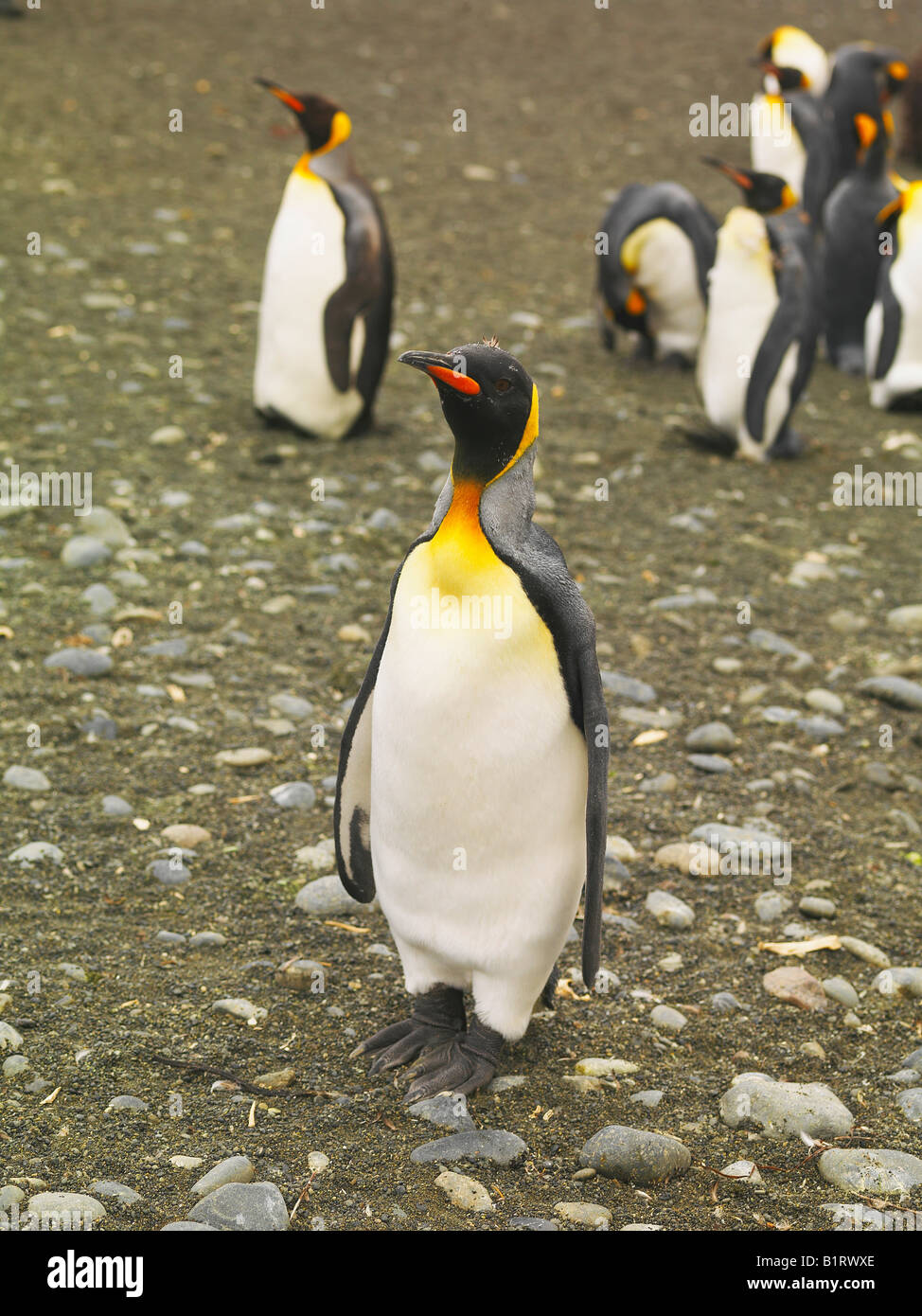 King Penguin (Aptenodytes patagonicus), Macquarie Island, Australia, Antarctic Stock Photo