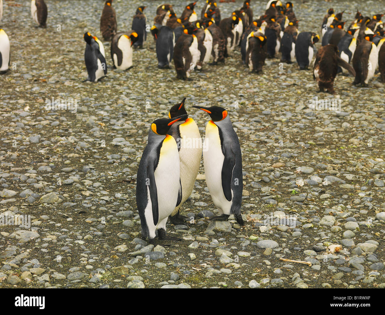 King Penguins (Aptenodytes patagonicus), Macquarie Island, Australia, Antarctic Stock Photo
