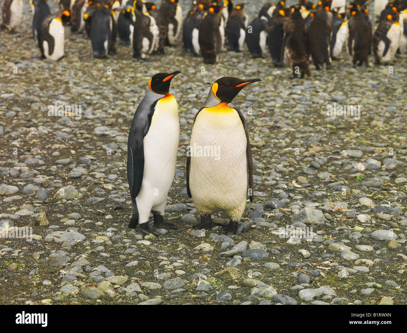 Two King Penguins (Aptenodytes patagonicus), Macquarie Island, Australia, Antarctic Stock Photo