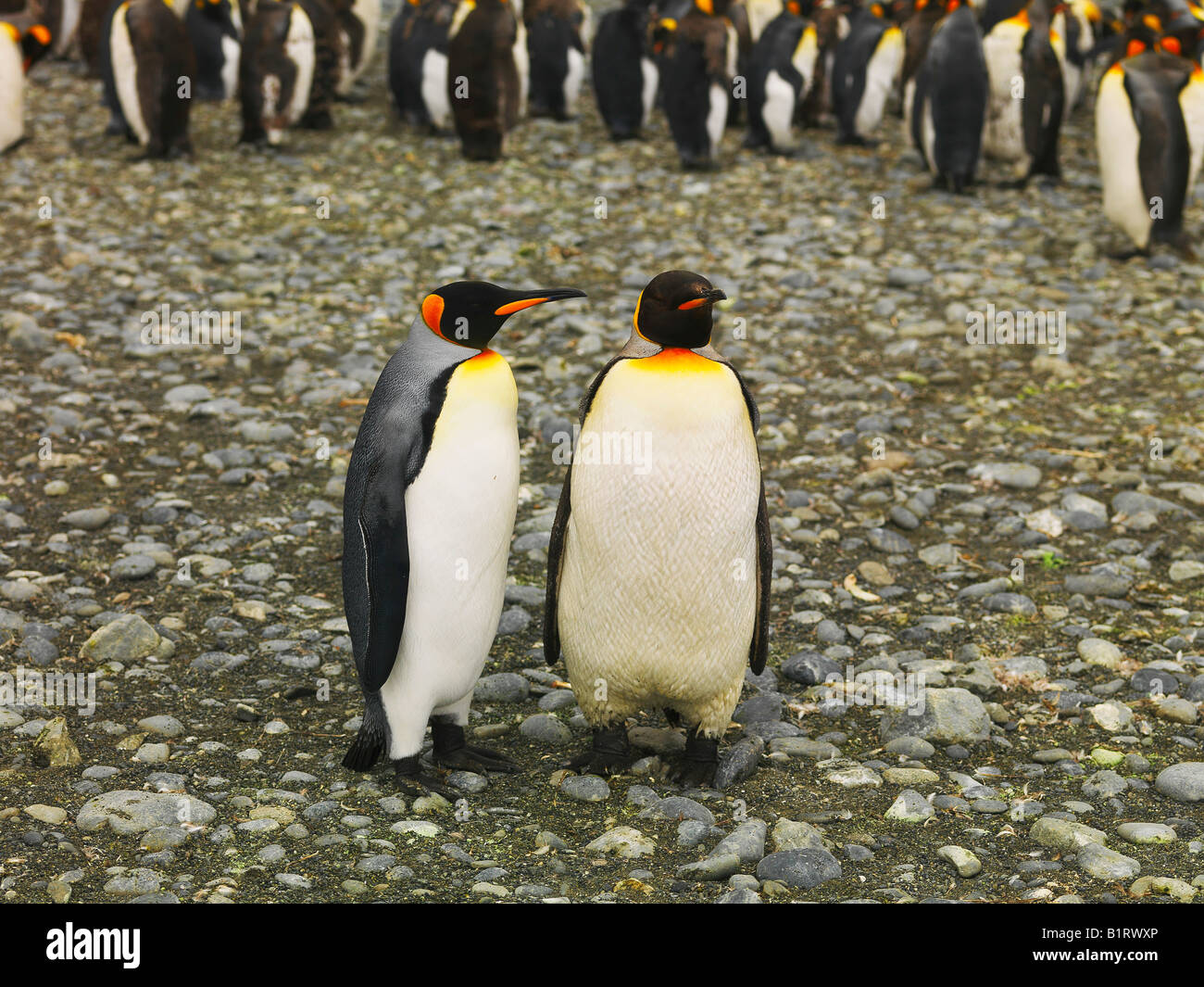 Two King Penguins (Aptenodytes patagonicus), Macquarie Island, Australia, Antarctic Stock Photo