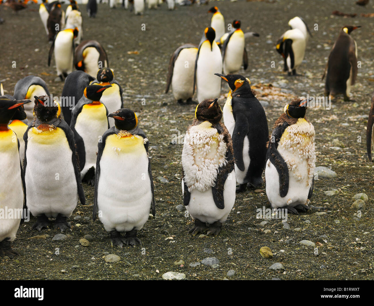 A group of King Penguins (Aptenodytes patagonicus), Macquarie Island, Australia, Antarctic Stock Photo