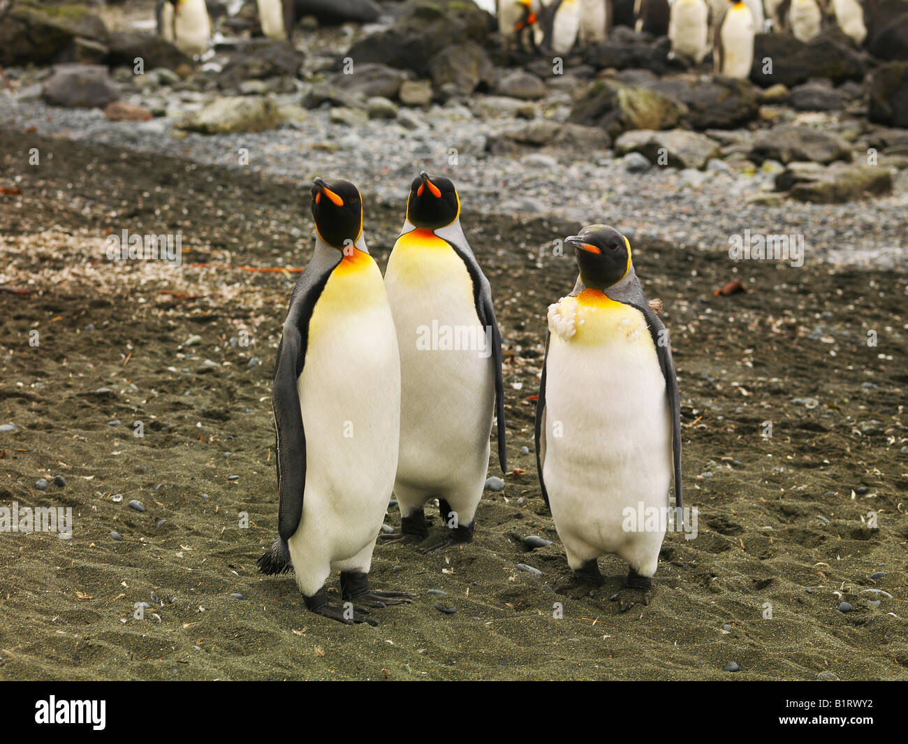 A group of King Penguins (Aptenodytes patagonicus), Macquarie Island, Australia, Antarctic Stock Photo