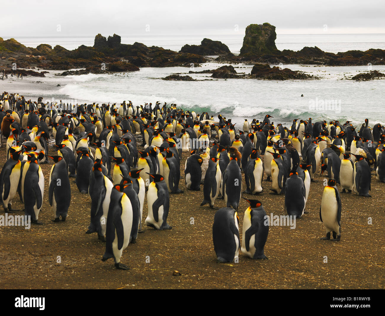 King Penguin colony (Aptenodytes patagonicus), Macquarie Island, Australian Antarctic Stock Photo