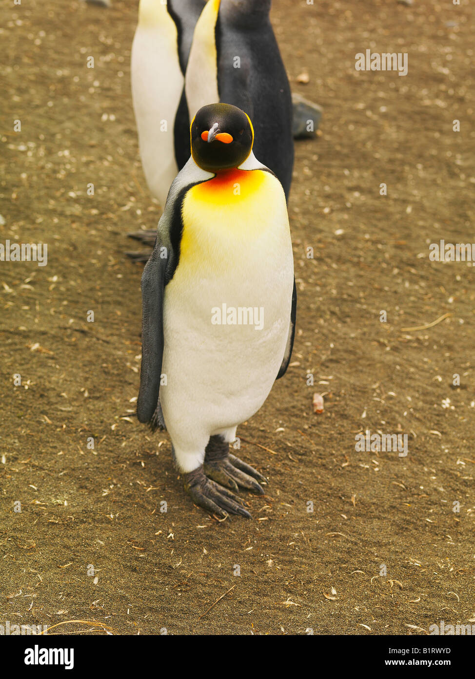 King Penguin (Aptenodytes patagonicus), Macquarie Island, Australian Antarctic Stock Photo