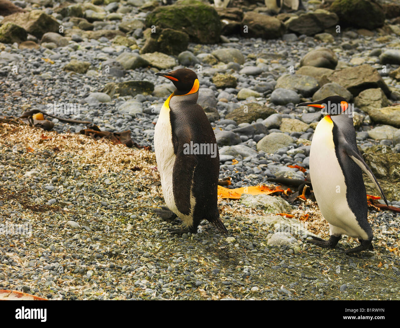 Two King Penguins (Aptenodytes patagonicus), Macquarie Island, Australian Antarctic Stock Photo