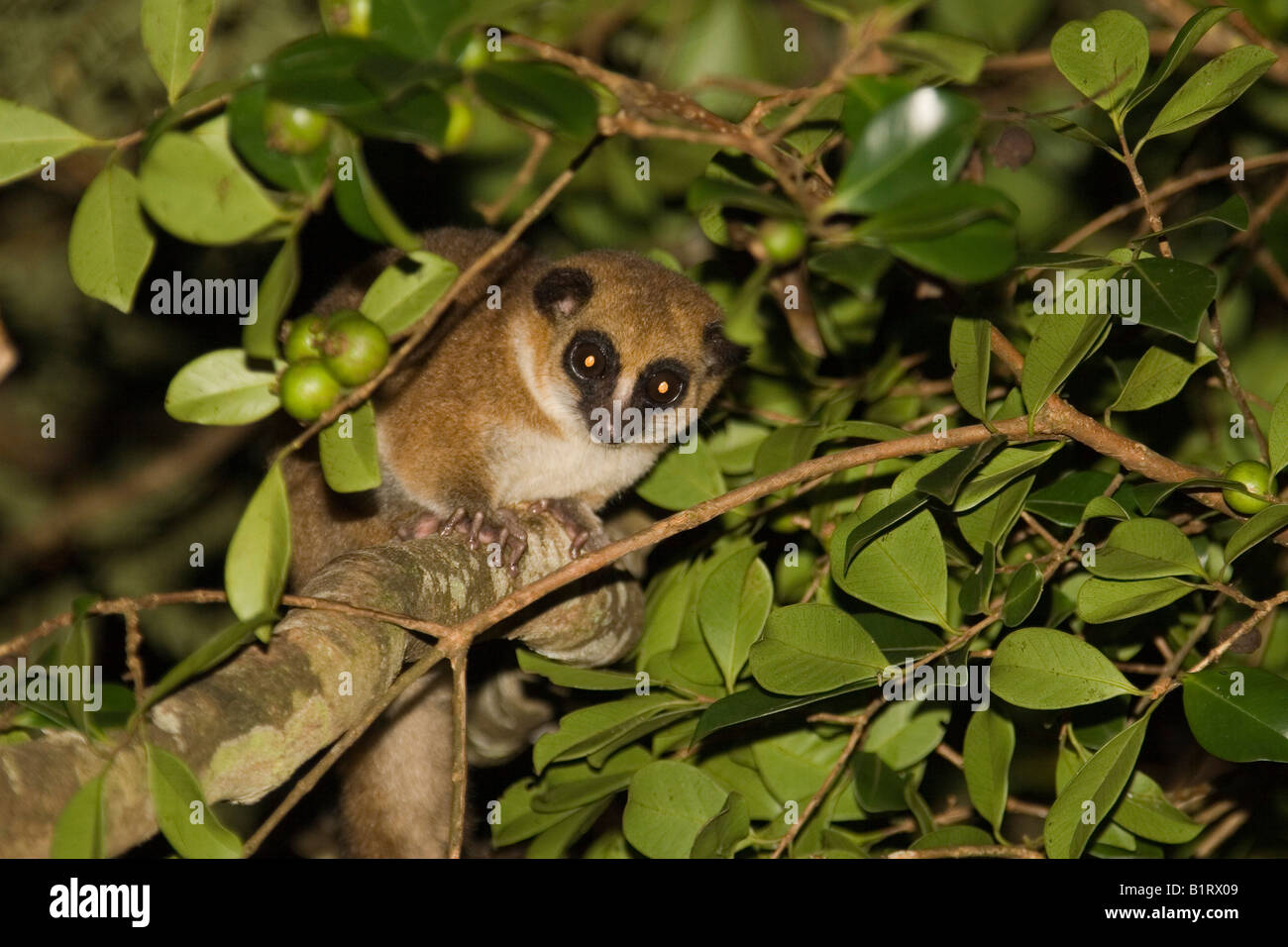 Tarsier (Tarsius), Madagascar, Africa Stock Photo