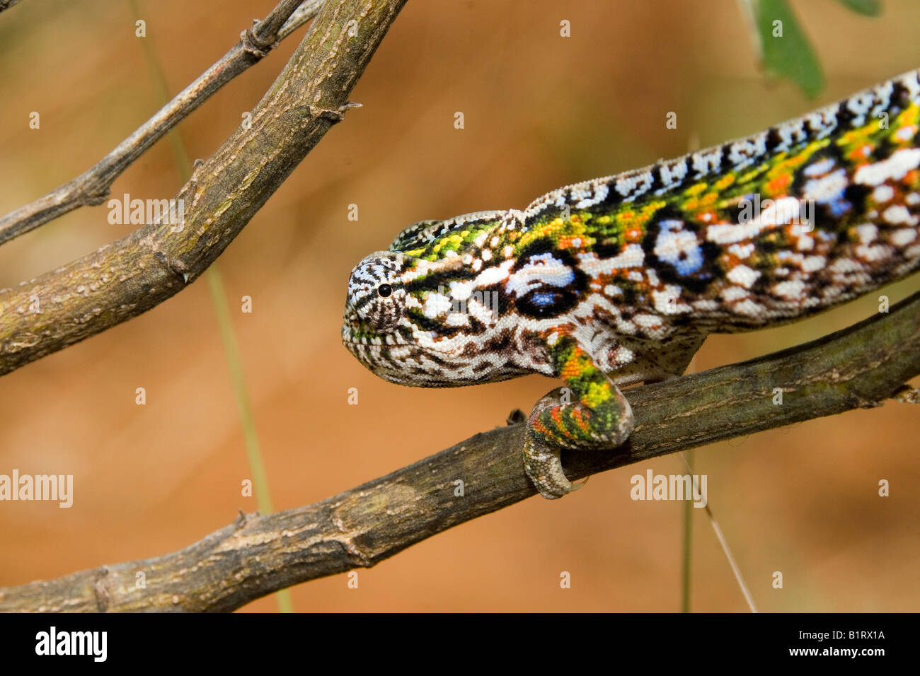 Jewel or Carpet Chameleon (Furcifer lateralis), Madagascar, Africa Stock Photo