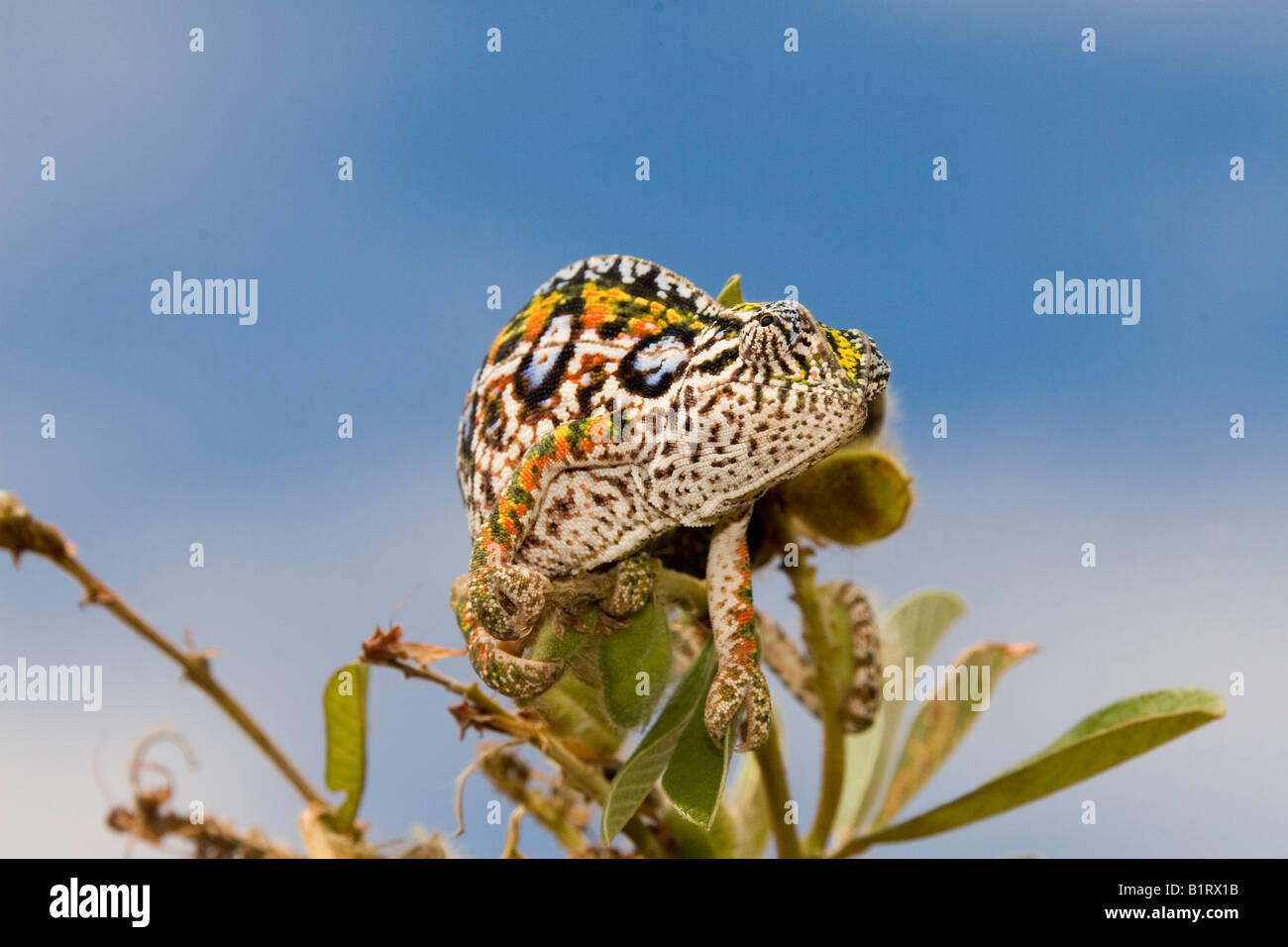 Jewel or Carpet Chameleon (Furcifer lateralis), Madagascar, Africa Stock Photo