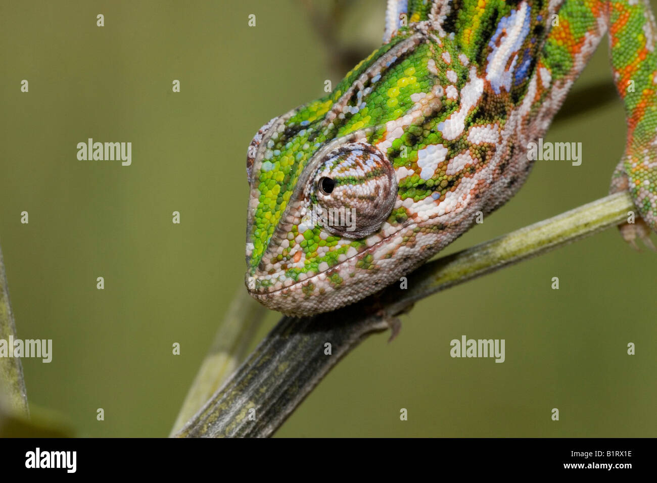 Jewel or Carpet Chameleon (Furcifer lateralis), Madagascar, Africa Stock Photo