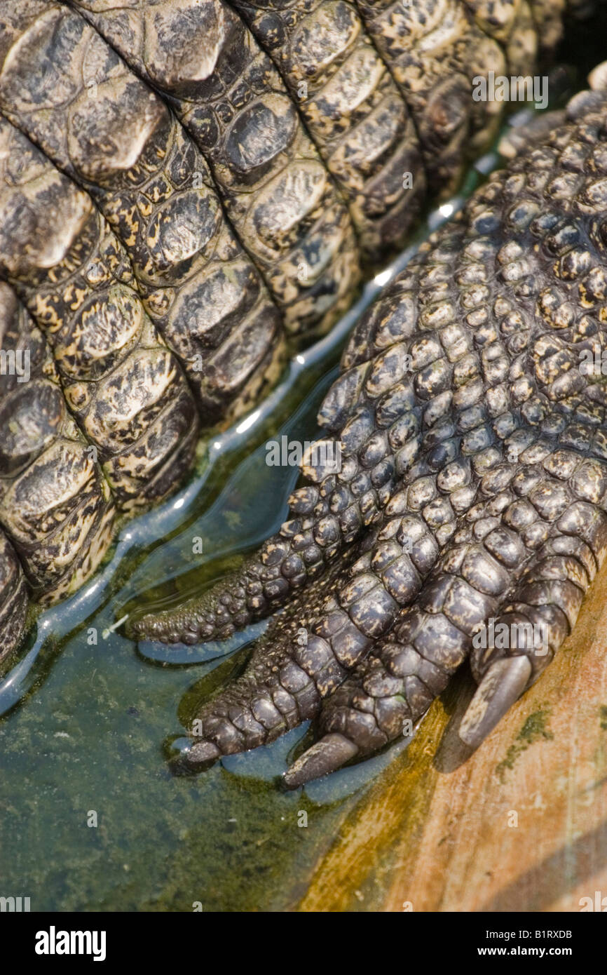 Crocodile (Crocodilia) claws Stock Photo