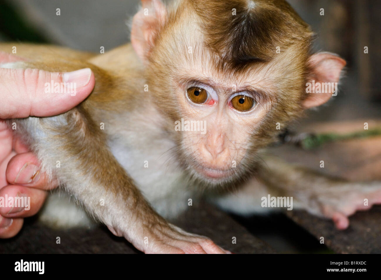 Young Crabeating Macaque (Macaca fascicularis Stock Photo Alamy