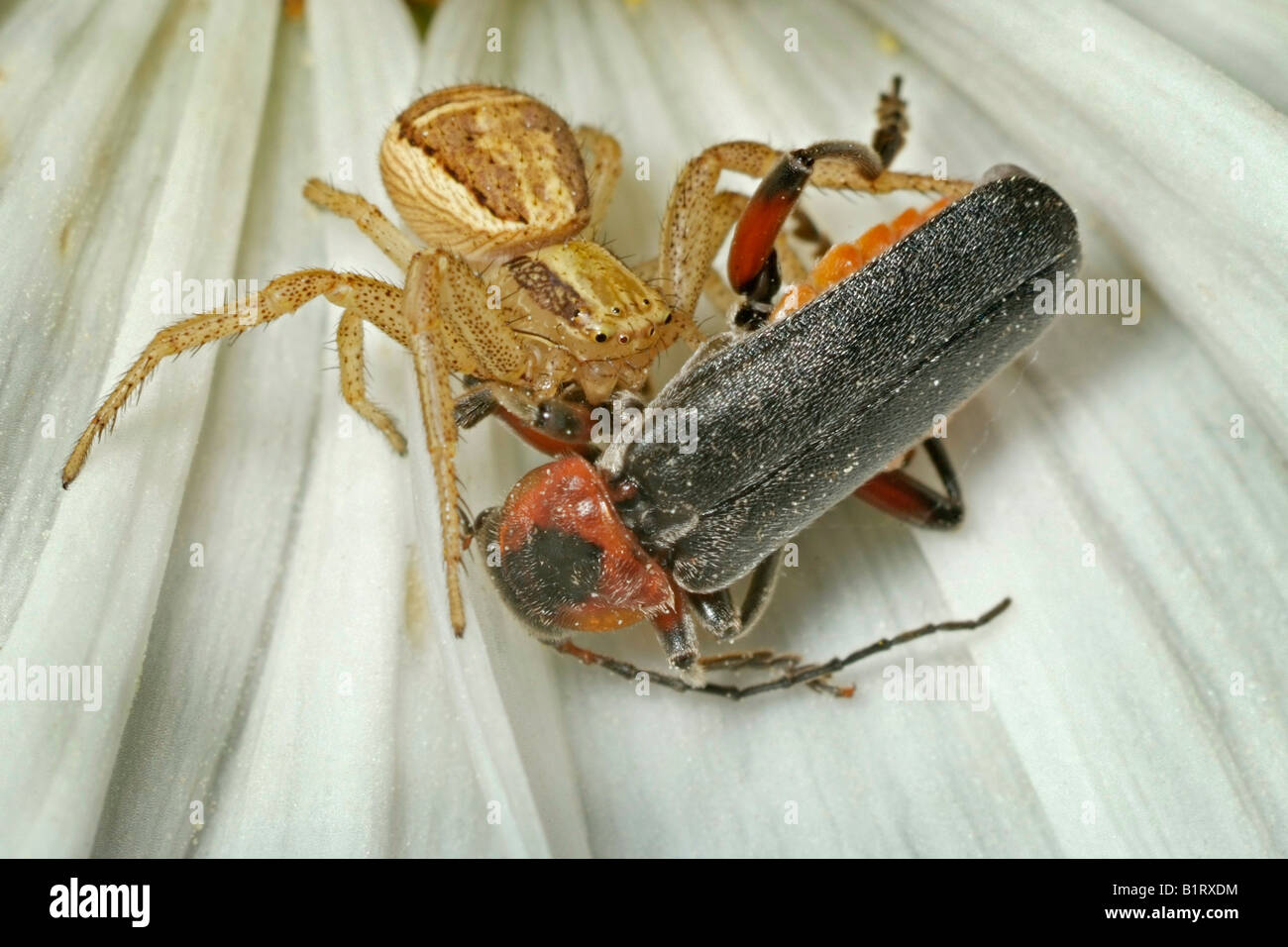 Brown Crab Spider (Xysticus cristatus), Soldier Beetle (Cantharis fusca) as prey Stock Photo