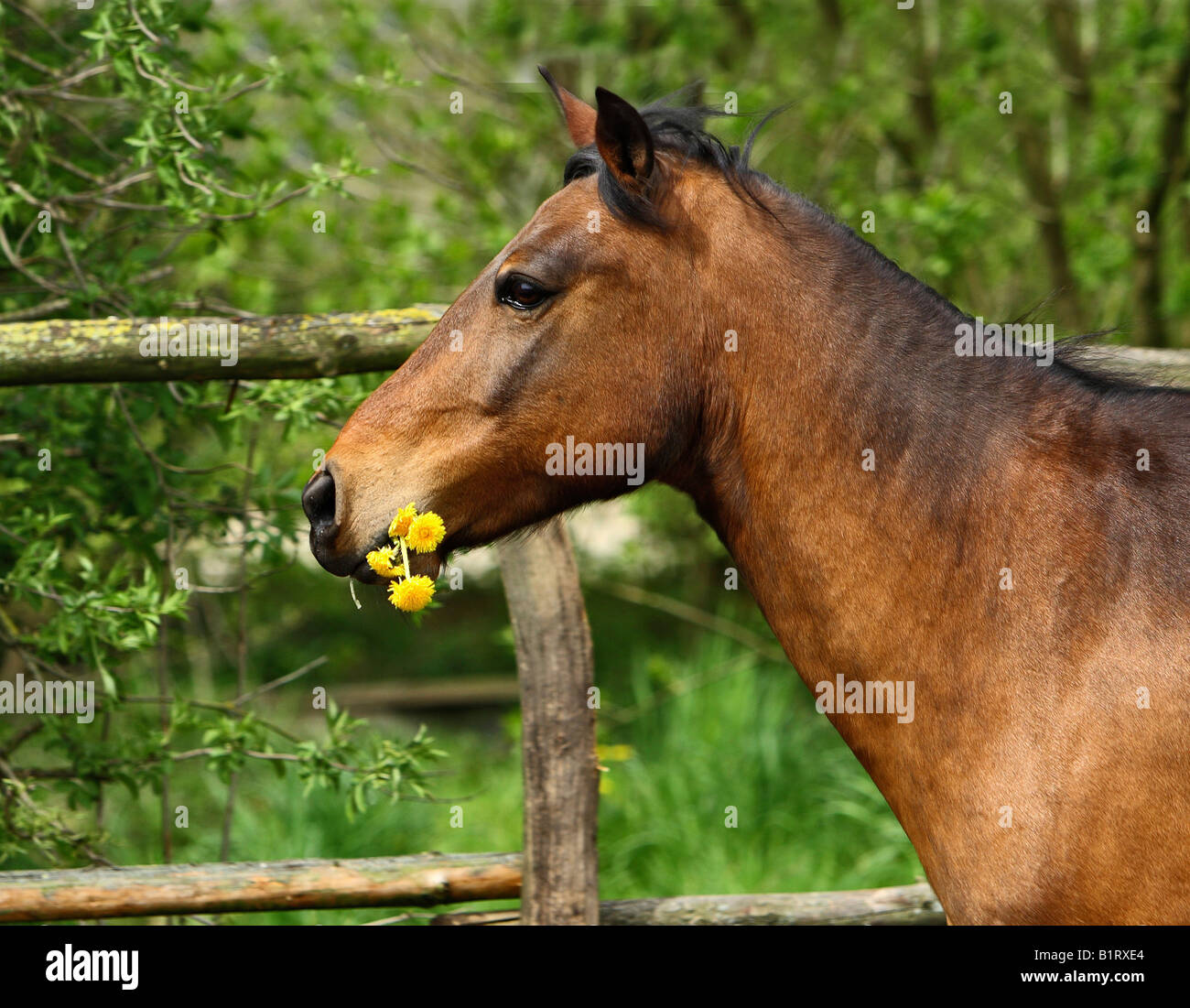 Andalusian horse chewing on dandelion Stock Photo Alamy
