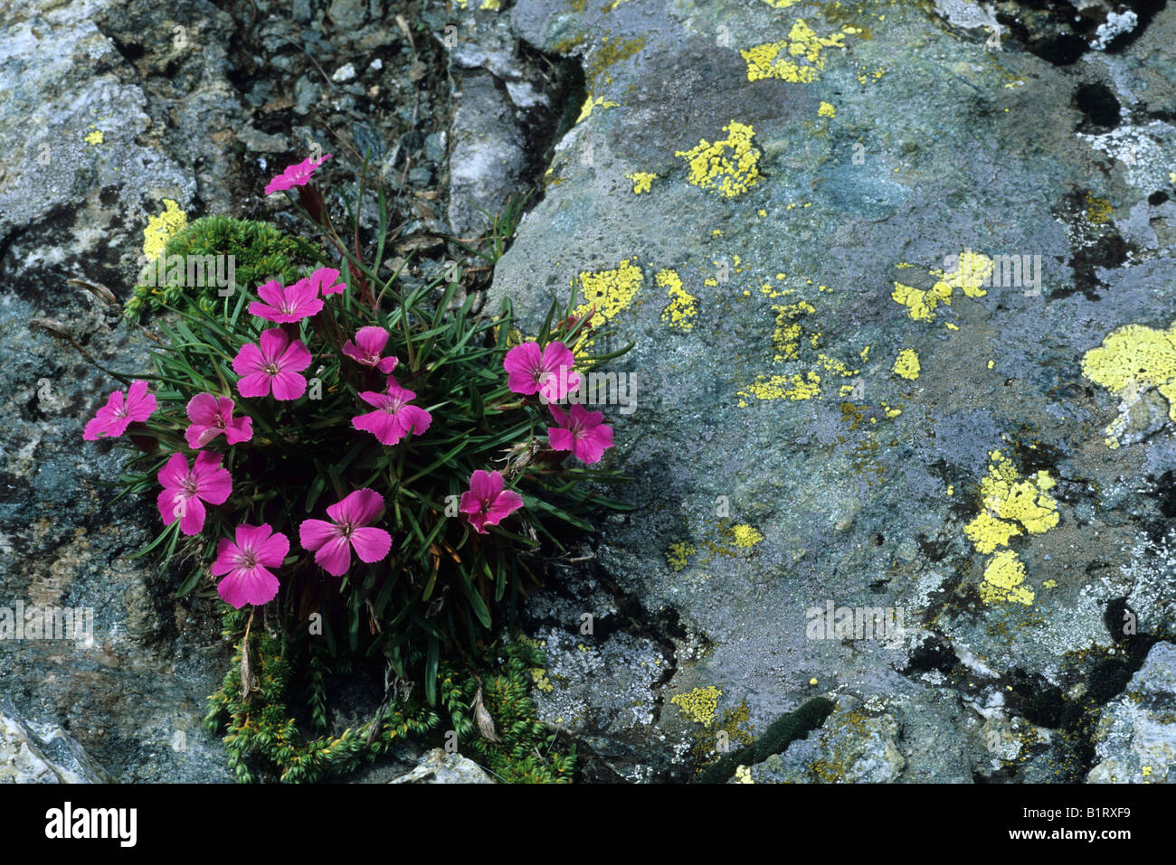 Carnation or Pink (Dianthus pavonius), Hohe Tauern National Park, Austria, Europe Stock Photo