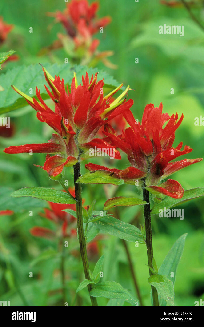 Indian brush hires stock photography and images Alamy