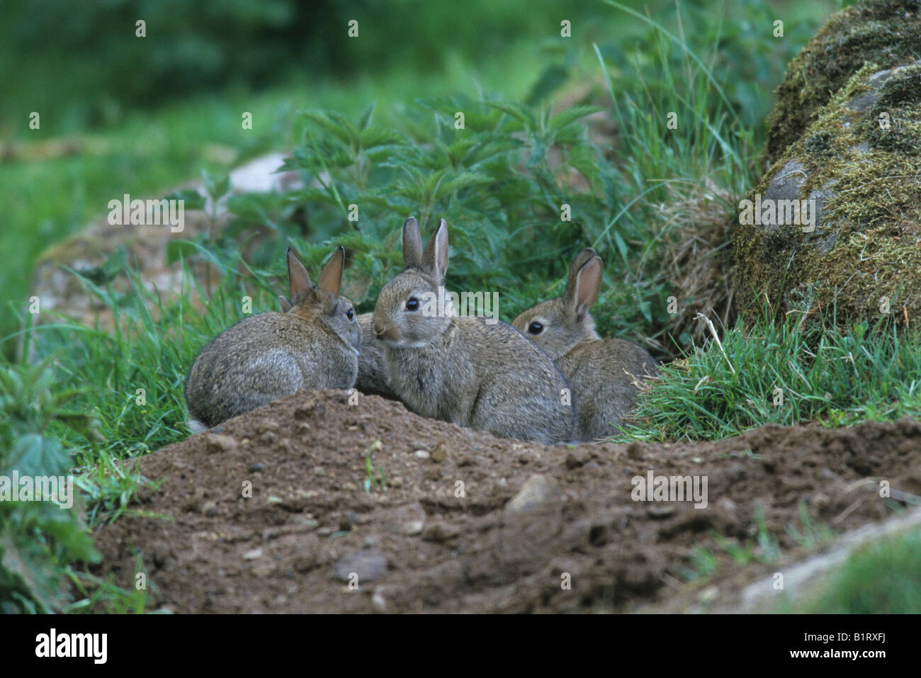 European Rabbits (Oryctolagus cuniculus), young outside of warren Stock Photo