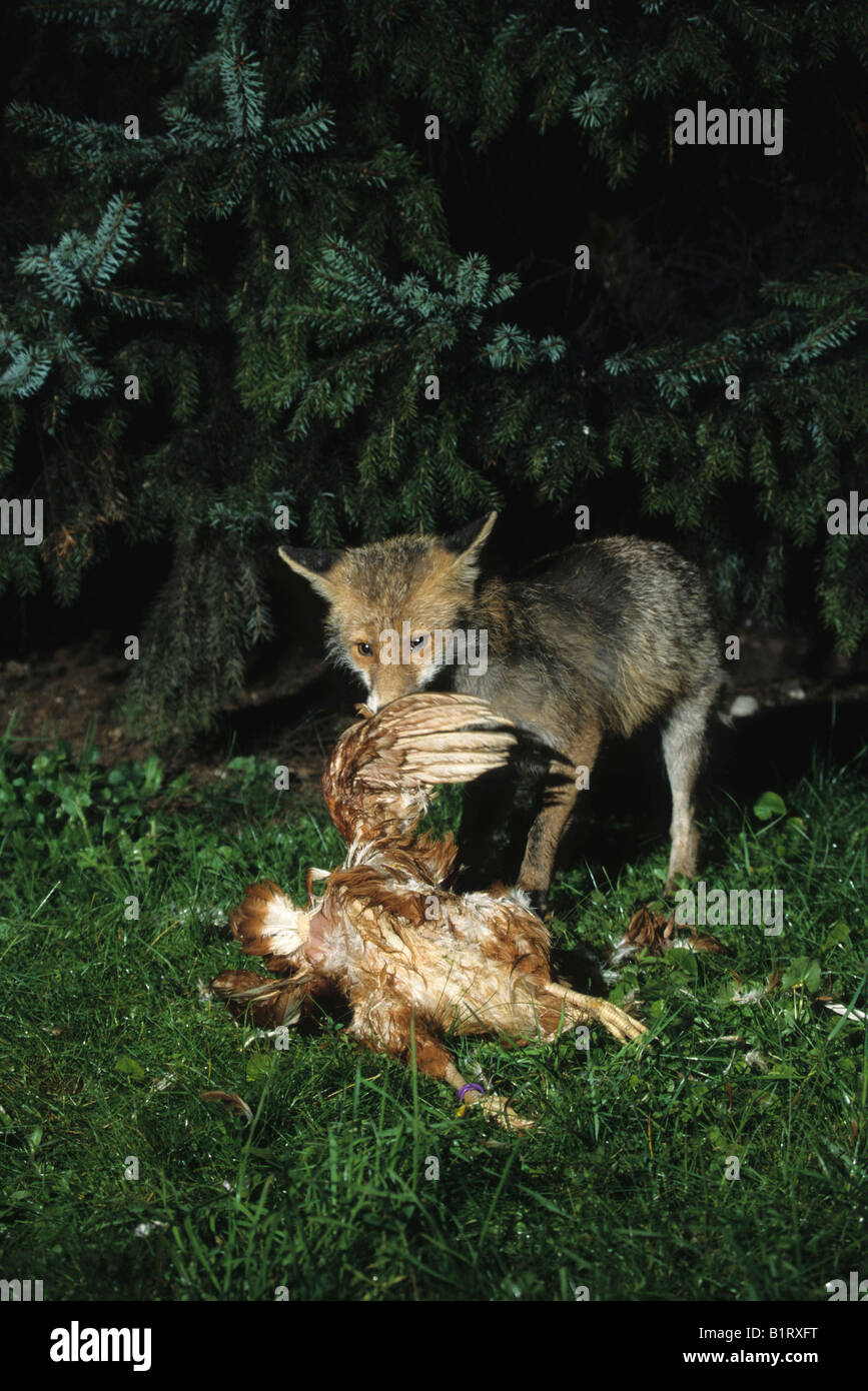 Fox eating chicken hires stock photography and images Alamy
