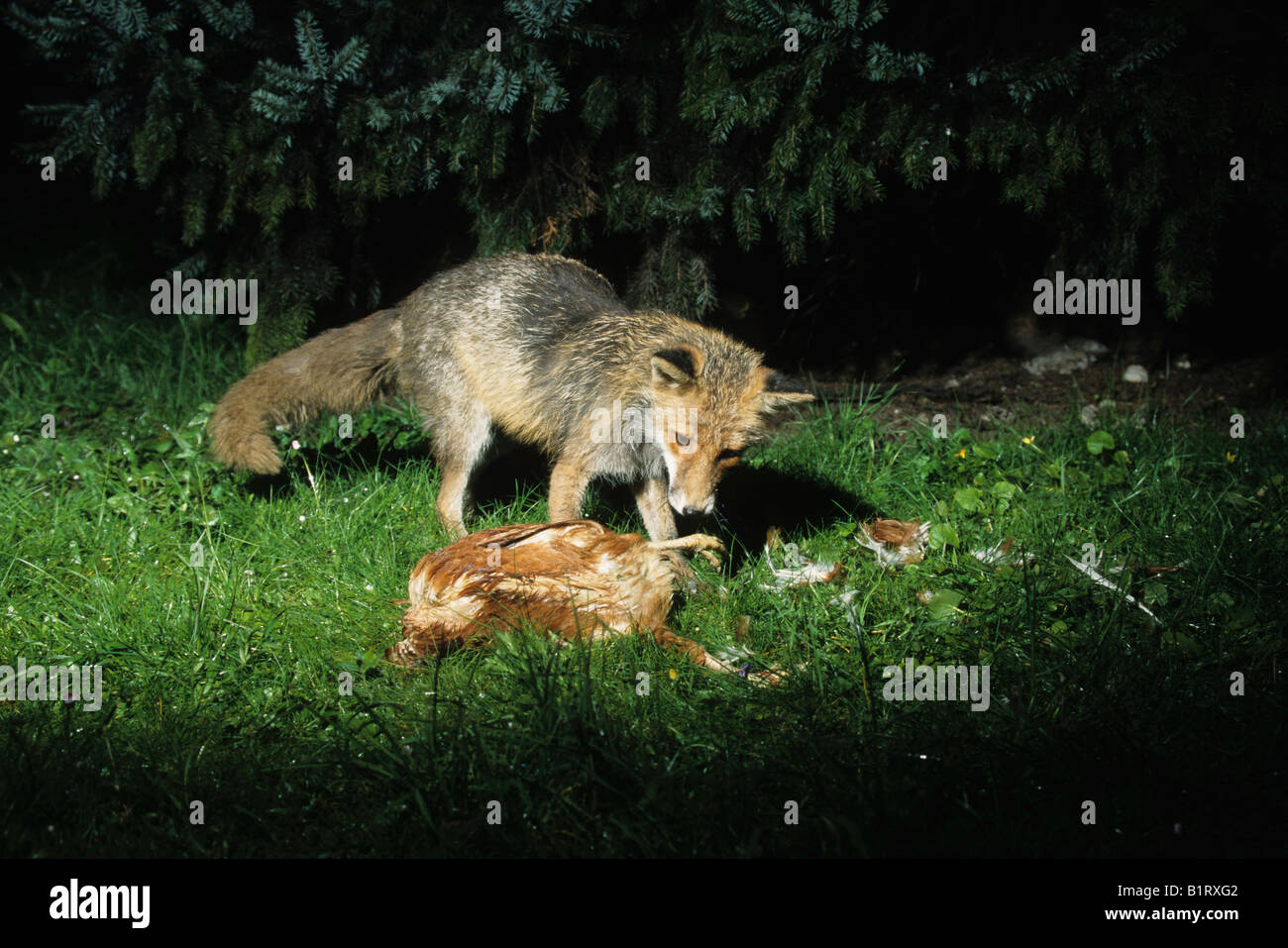 Red Fox (Vulpes vulpes) catching a chicken, prey Stock Photo Alamy