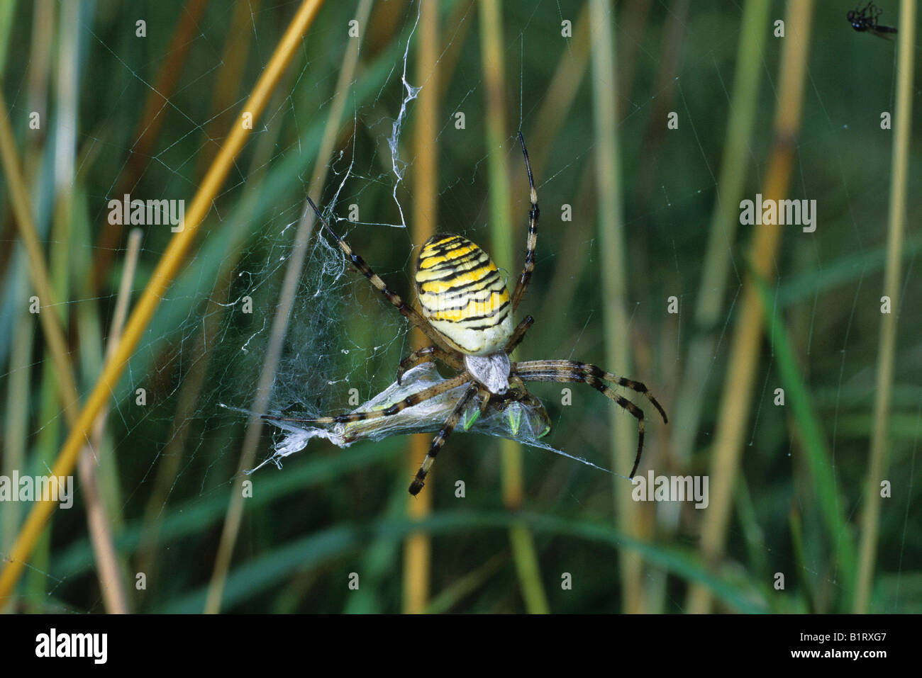 Wasp Spider (Argiope bruennichi) enveloping a grasshopper, prey Stock Photo