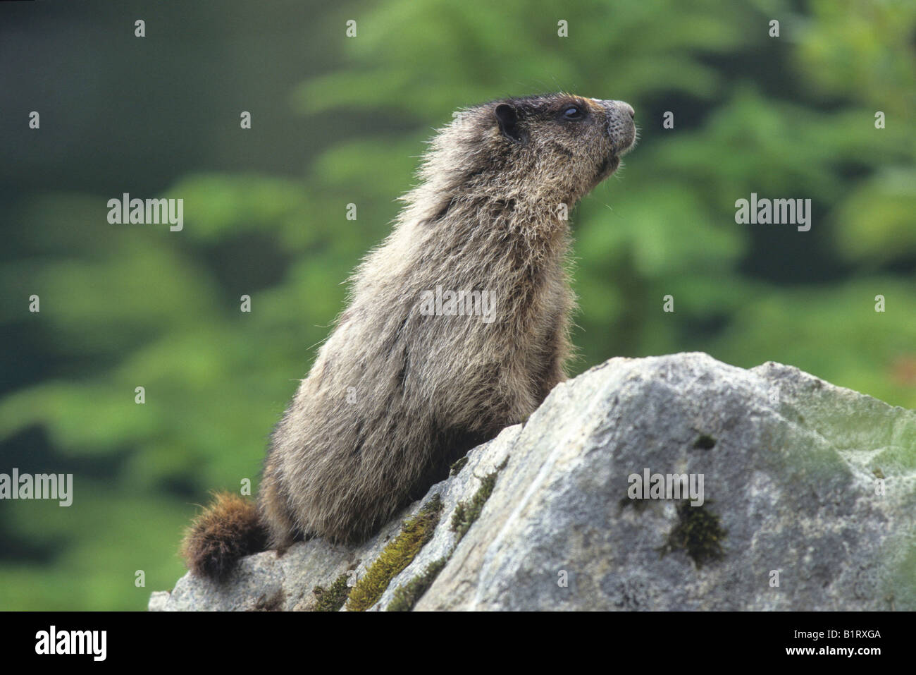 Icy-gray Hoary Marmot (Marmota caligata), Alaska, USA Stock Photo