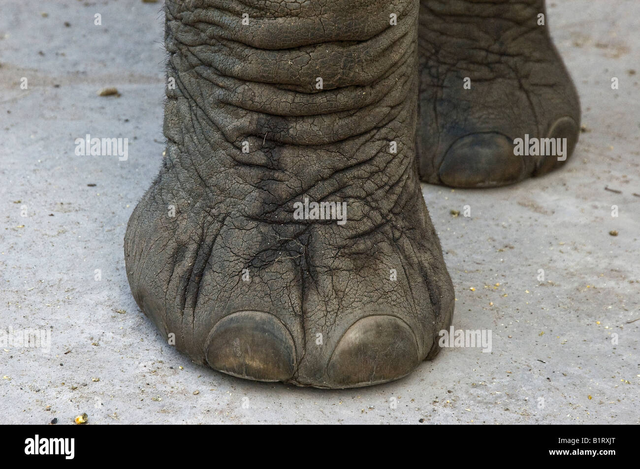 Parts of elephant foot hires stock photography and images Alamy