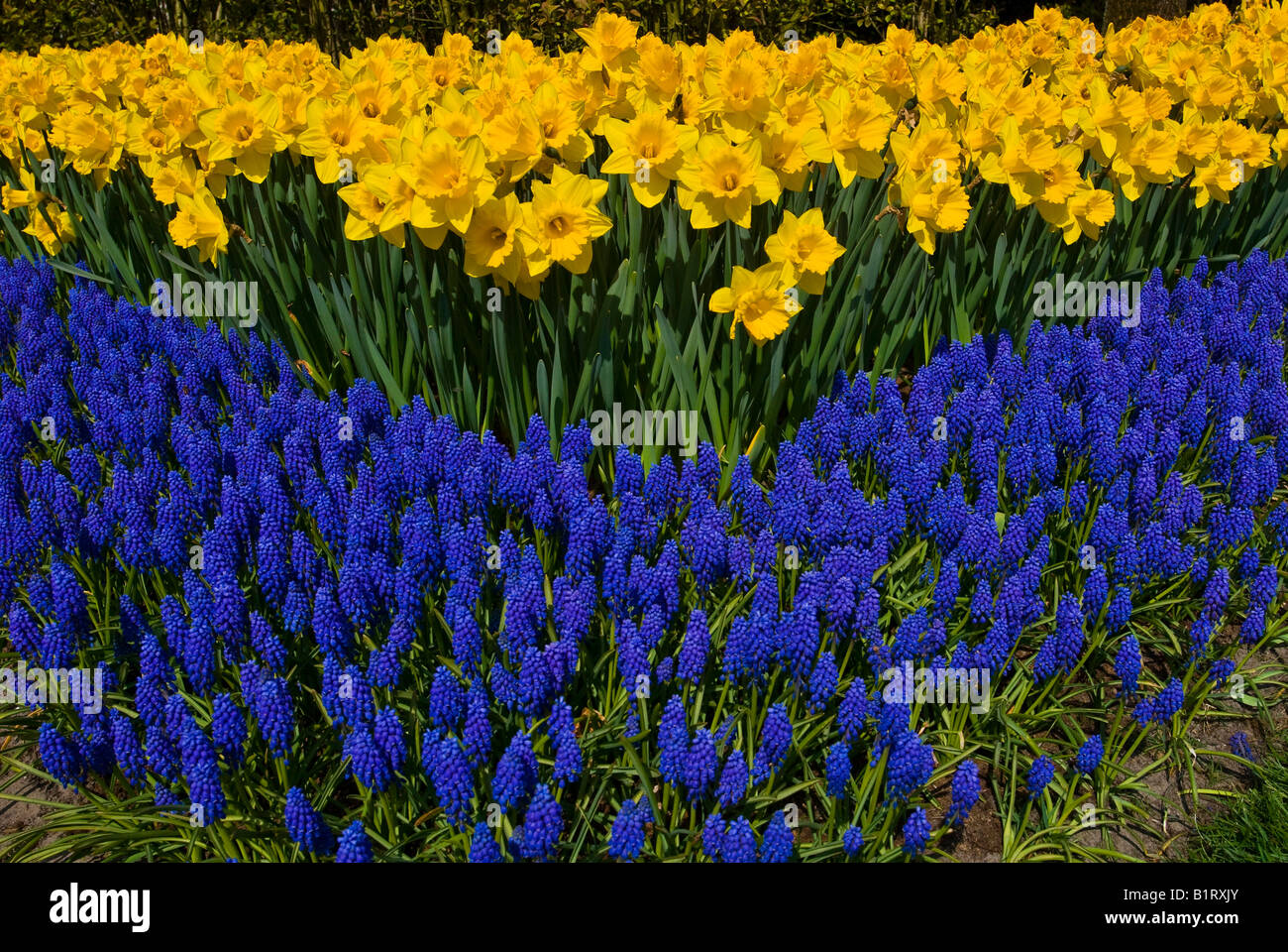 Daffodils and grape hyacinths hires stock photography and images Alamy