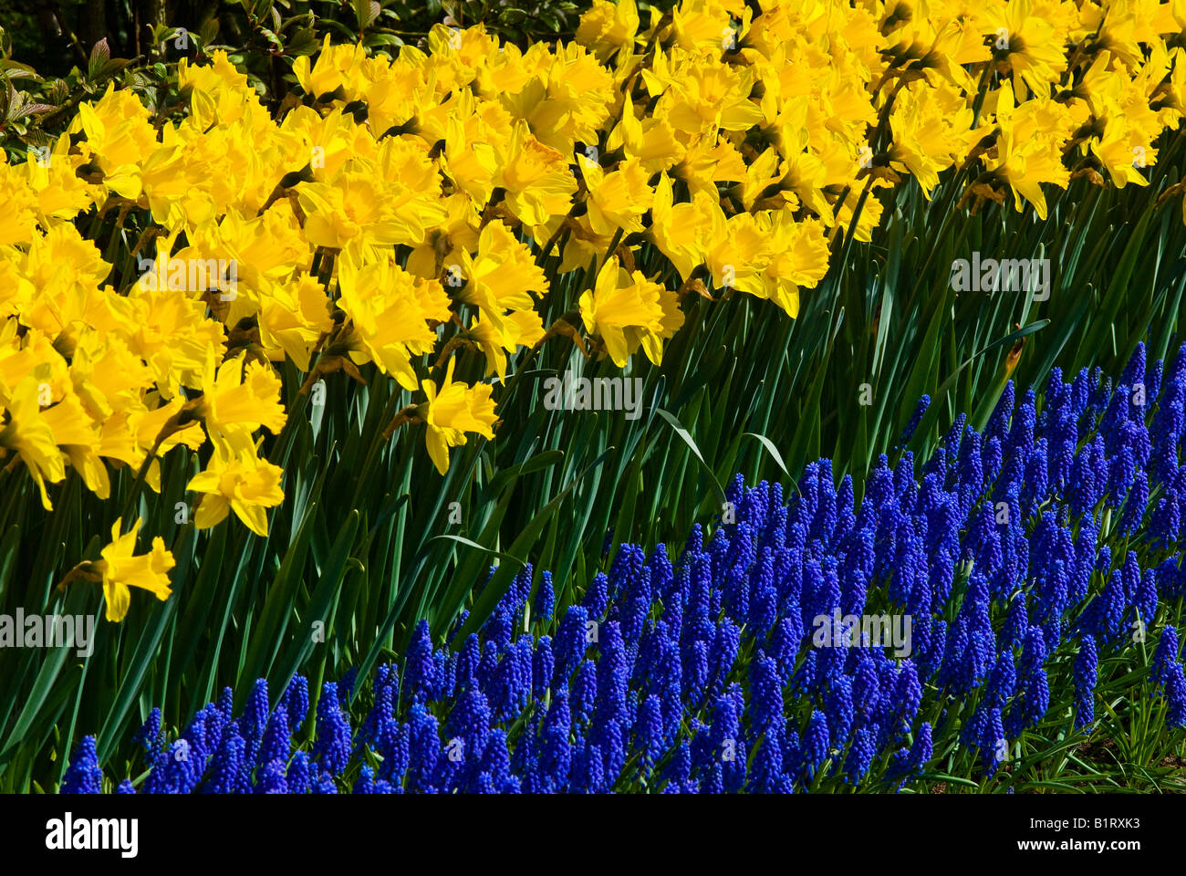 Daffodils and grape hyacinths hires stock photography and images Alamy