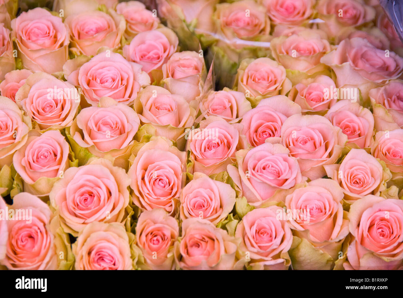 Amsterdam roses hi-res stock photography and images - Alamy