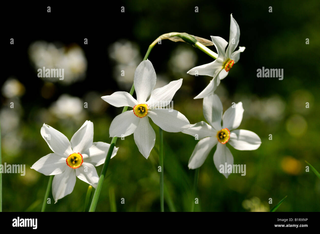 Findern Flower, Poet's Daffodil (Narcissus poeticus), Les Avants, Waadt, Switzerland, Europe Stock Photo